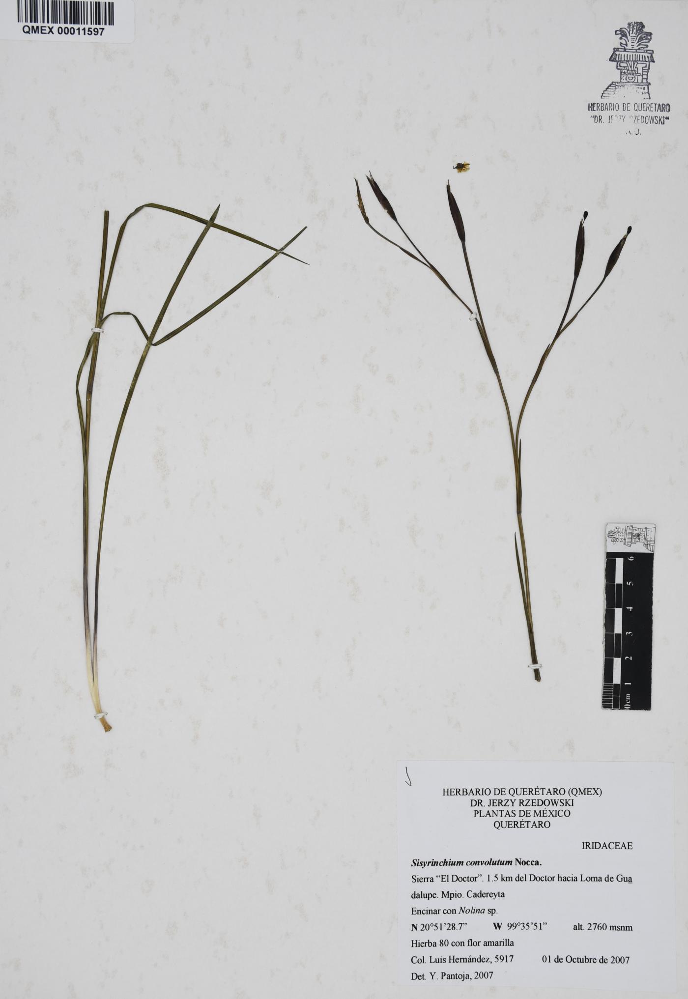 Sisyrinchium convolutum image